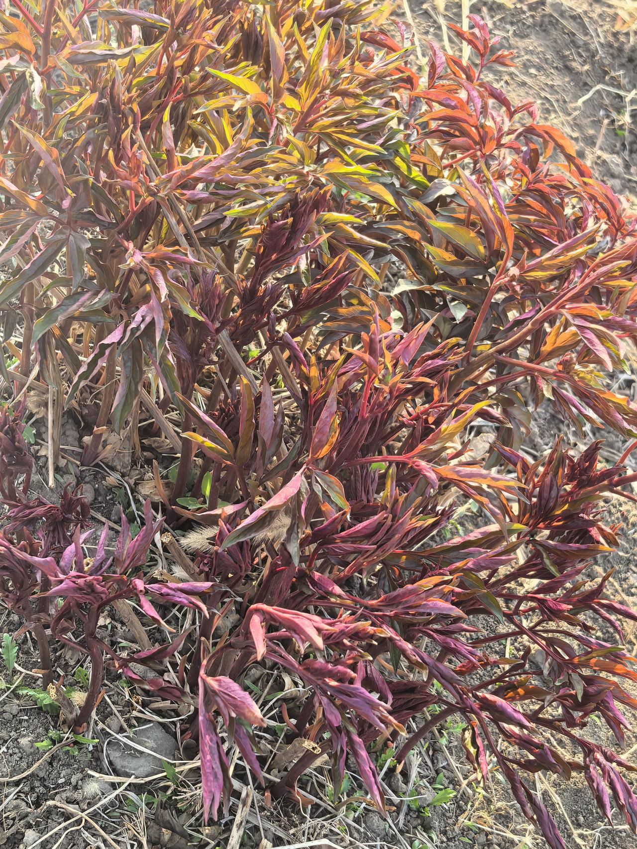 大芍药[祈祷][祈祷][祈祷]