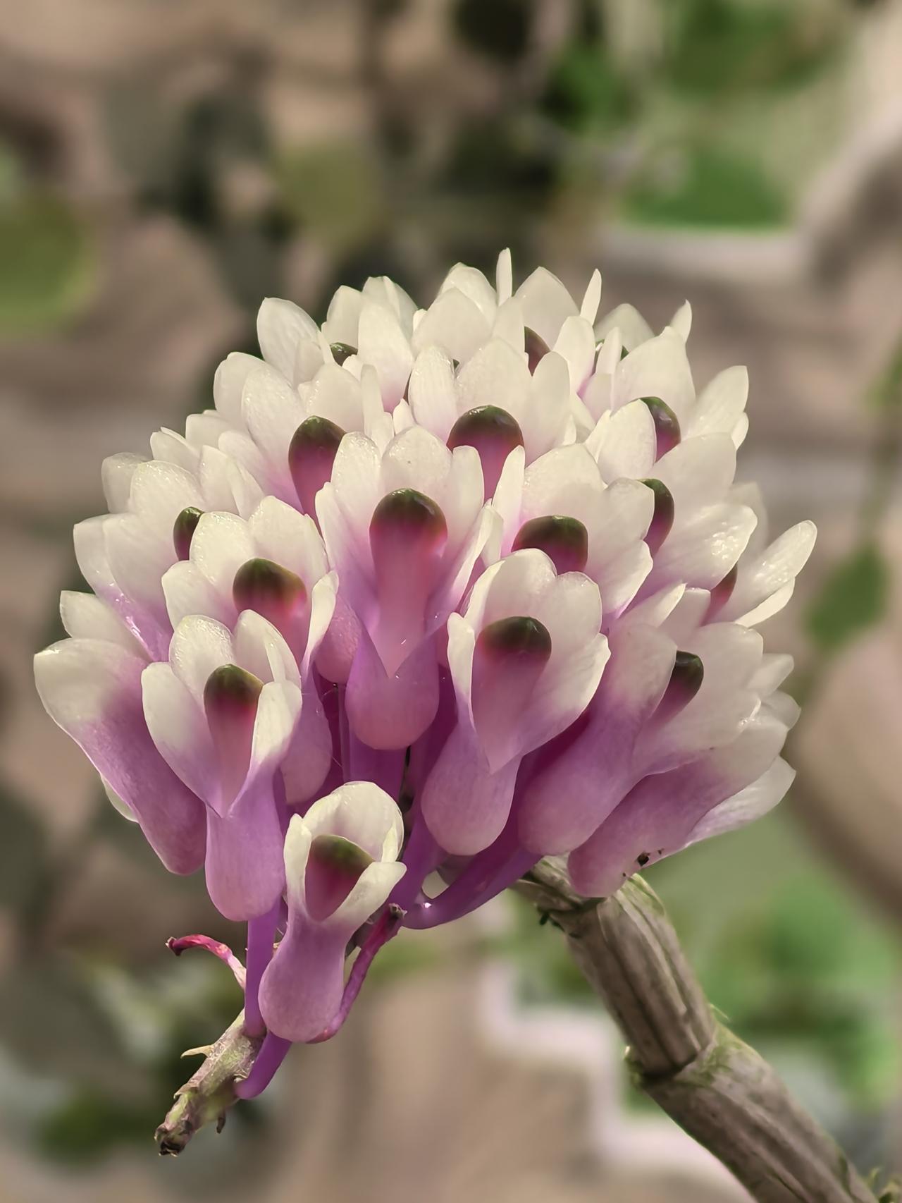 名字土得掉渣，却是兰展中的“明星混血儿”。
在广州兰圃“兰缘盛荟”展会上，拍到了