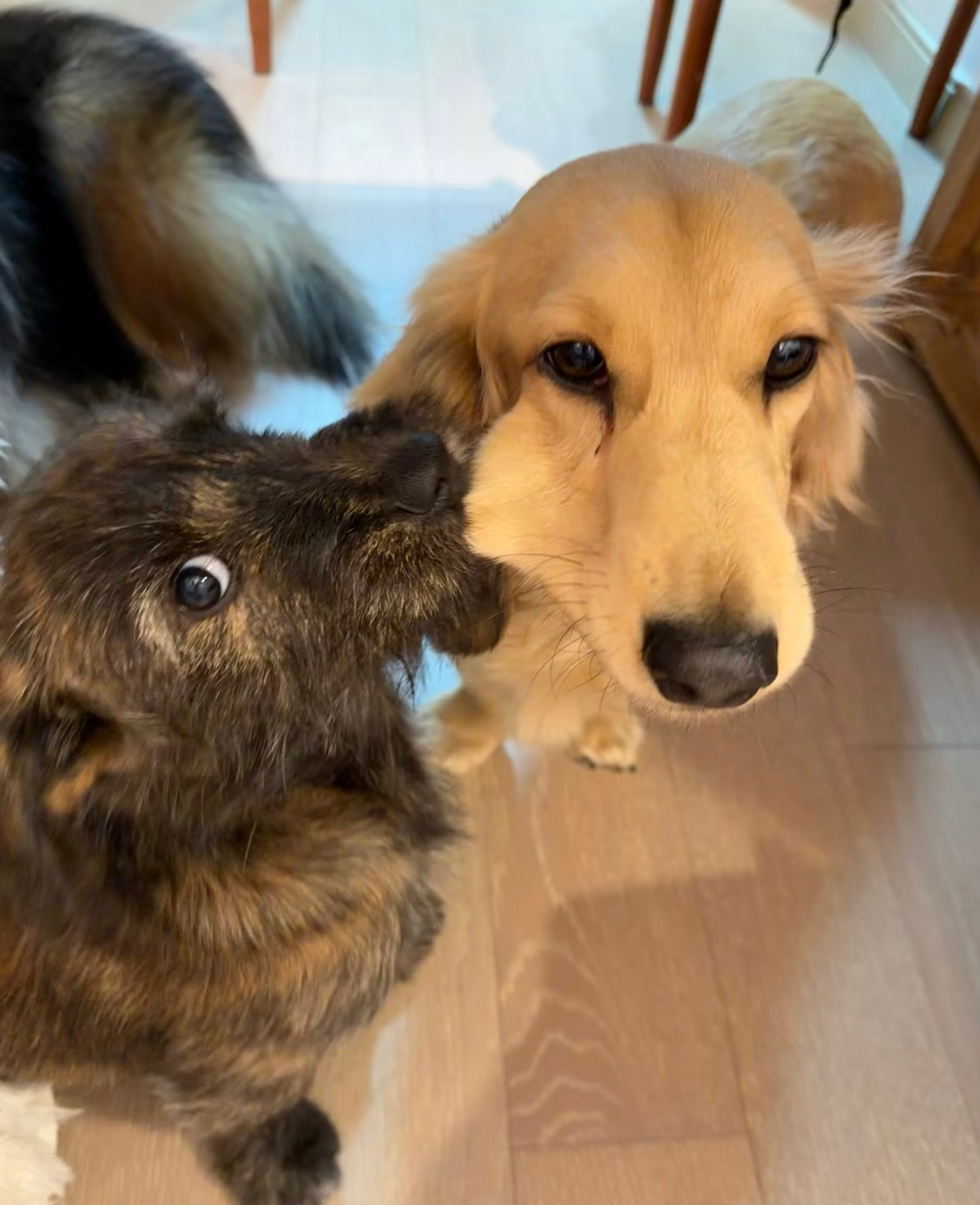 这是什么？小金毛！啃一下 