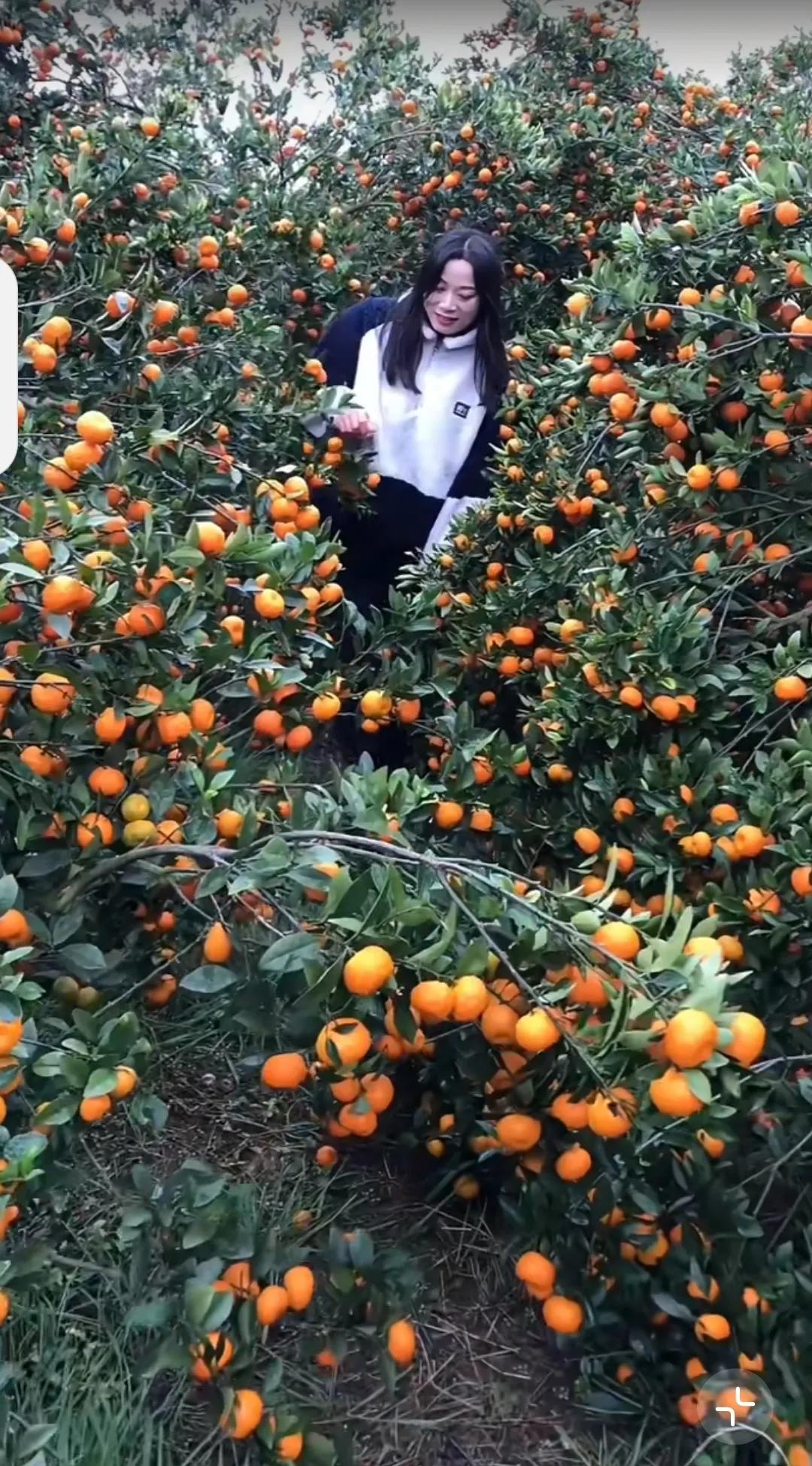 下联：欢欢喜喜收果实。恭对上联快快乐乐贺丰年