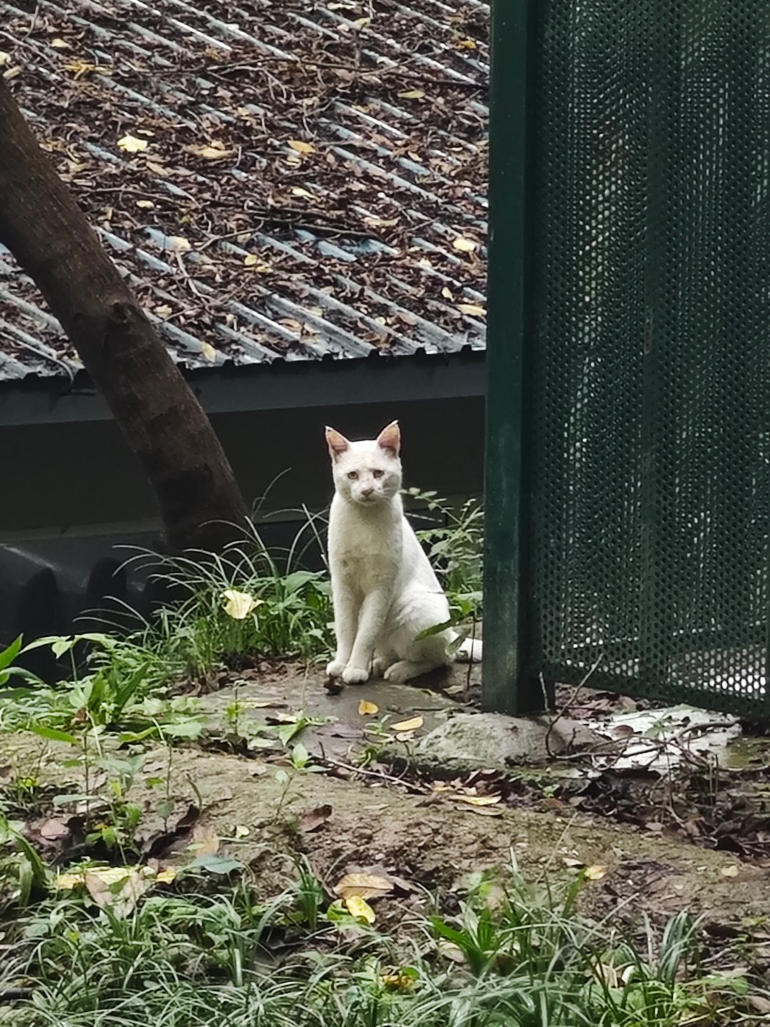 玄武湖的小猫咪
