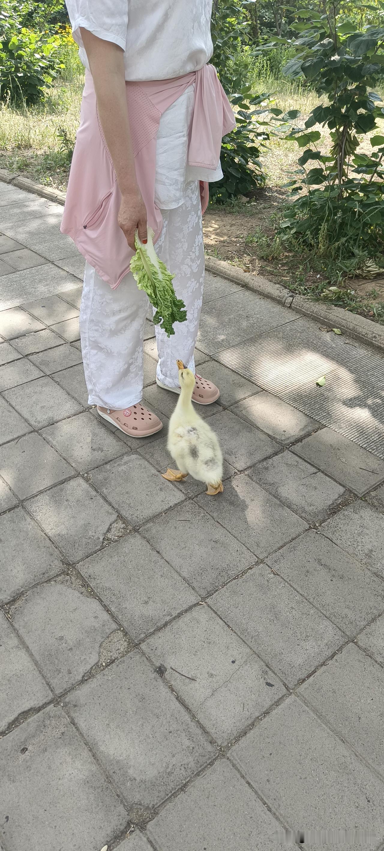 今天在公园碰见如此温馨的一幕。
一个姐姐竟然领着一只小鸭在公园散步，你们说可爱不