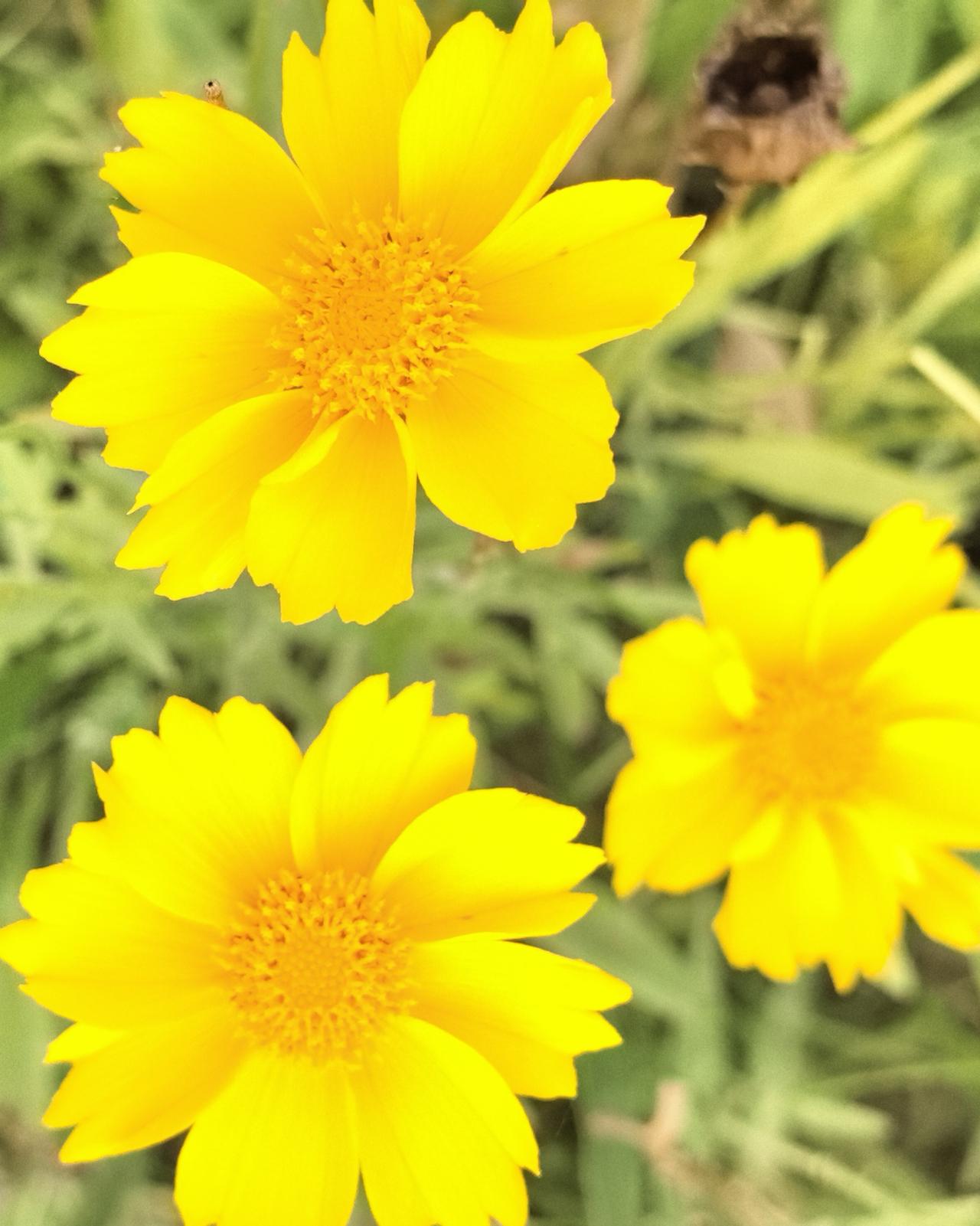 三朵金鸡菊在草丛里炸开了金色火焰，它扎根在贫瘠的土地上，却把日子变成了向日葵的模