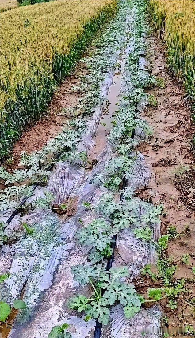麦茬西瓜套种，收入不错吧？