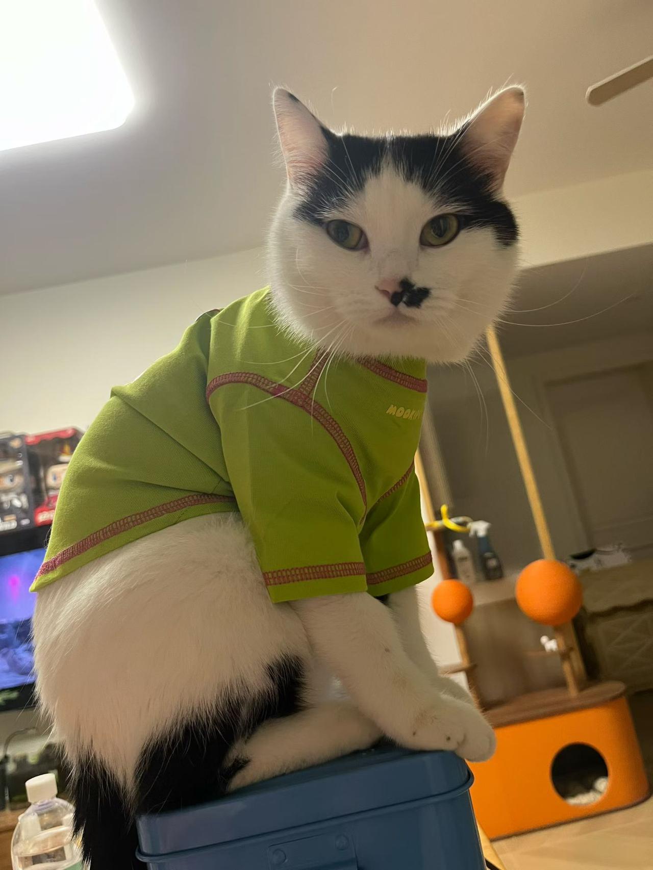 昨晚在成都侄儿家，随手拍的八嘎猫，是不是可爱萌萌哒。[赞][玫瑰][大笑]