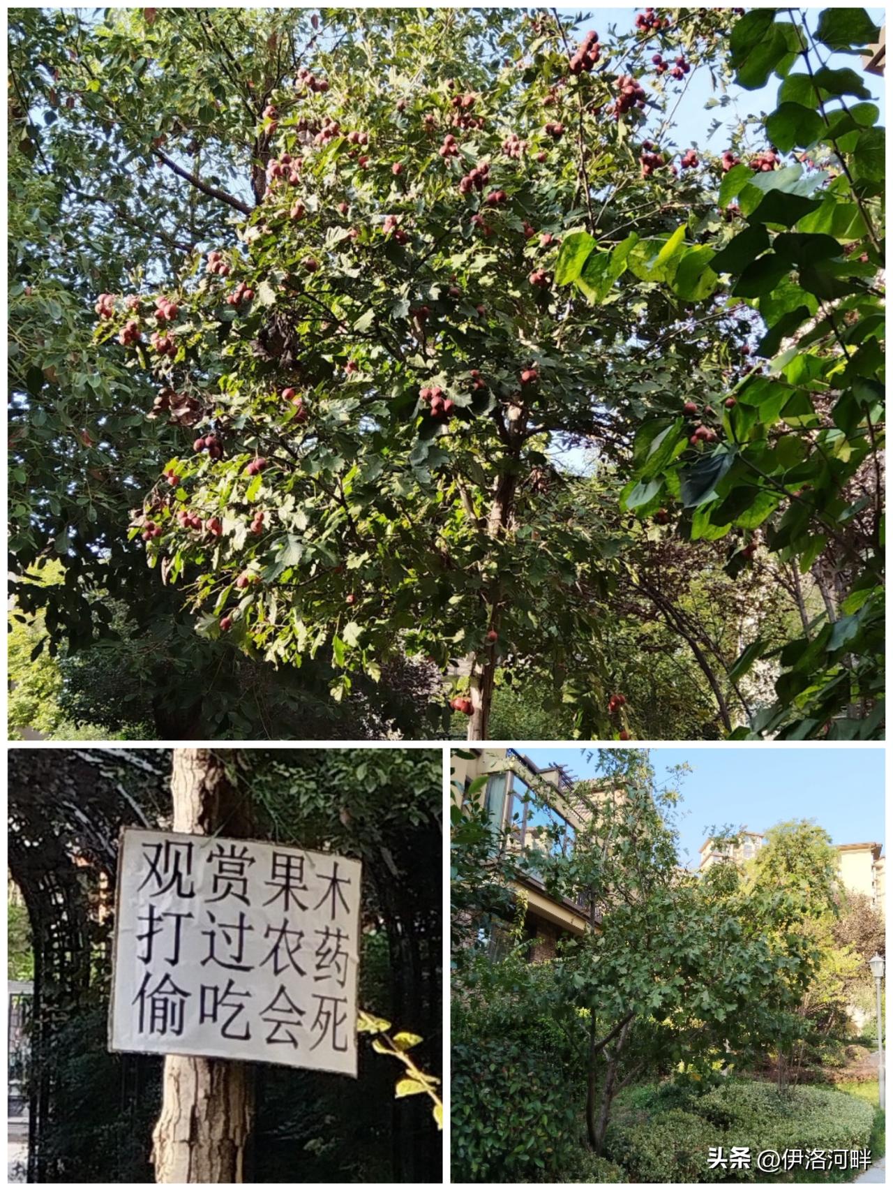 果然有效[大笑]
打药没打药不要紧，关键是后面的一句，不过还真管用，小区山楂树有