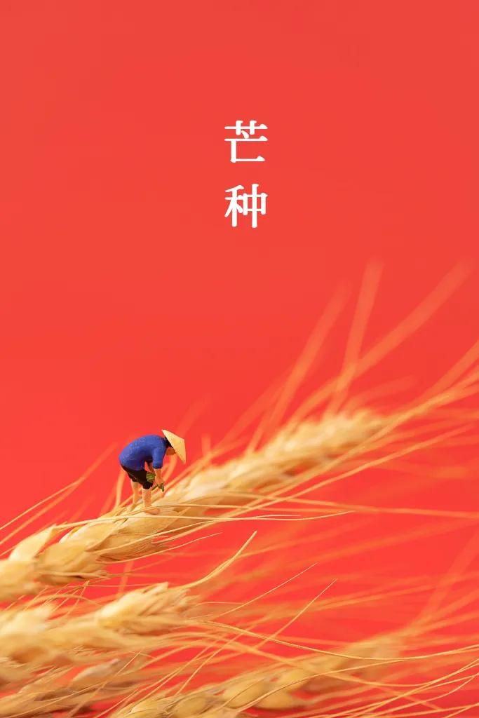 芒种又名“忙种”，是二十四节气之第九个节气，夏季的第三个节气。它到来预示着农民开
