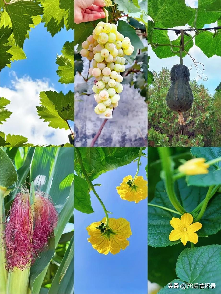 暖风催熟枝头与田垄，脆嫩的瓜、饱满的果、鲜灵的菜，次第丰盈登场。带着日光的温度、