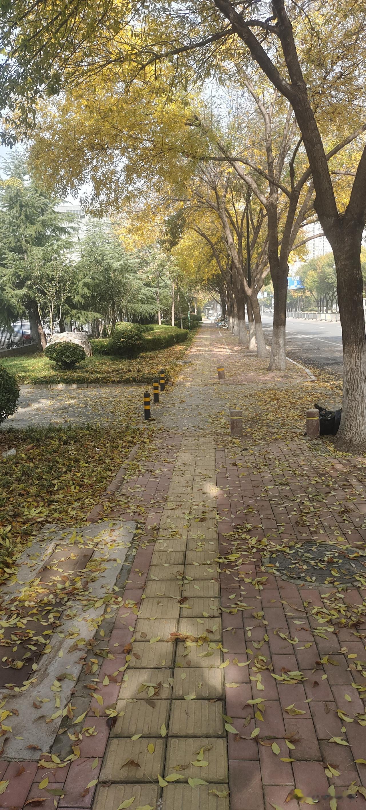 ​静静地观赏着
随风起舞的叶片
静静的
​心自然清明了
那​落叶空出的枝头
​新