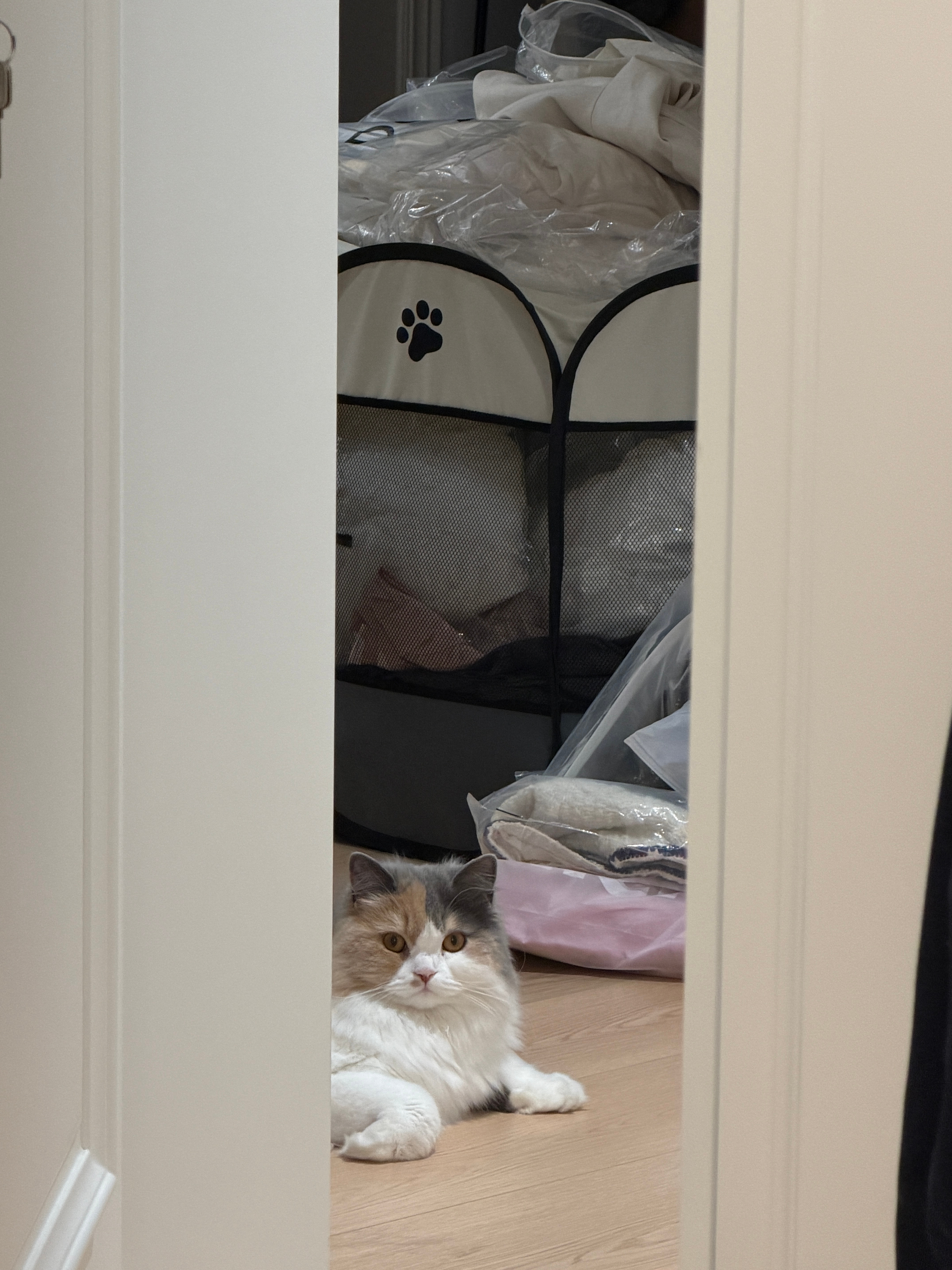 我真是个坏妈妈哎 出生开始用的猫窝后面长大了当玩具屋的小窝全被我用来堆衣服了