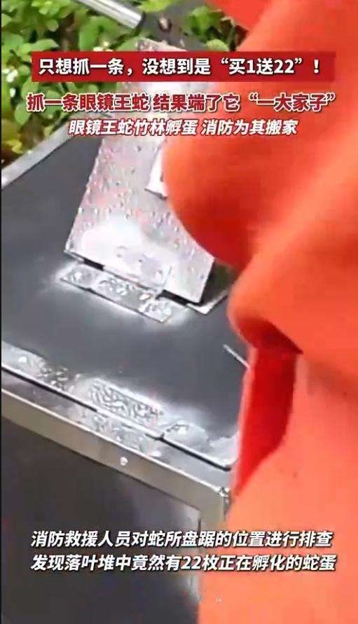 抓蛇附赠一窝蛋！村民报警收获意外情况
 
谁能料到，村民只报一条蛇，消防员仔细搜