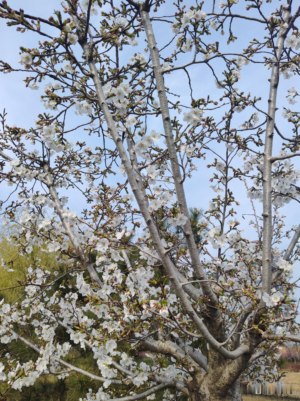 春暖花开的季节春天开放的花 春天的美丽花海 春天里的花更美 踏着春的暖阳 日日春