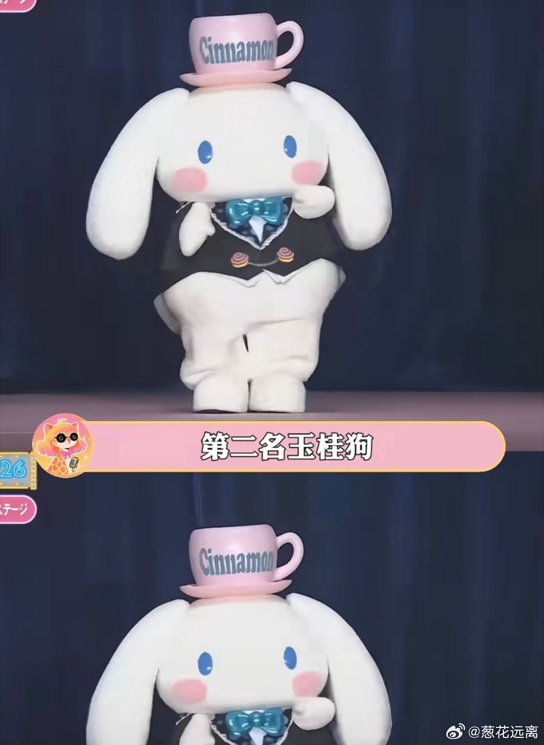 玉桂狗荣获人气第二名好久没看到泽泽发玉桂狗了 