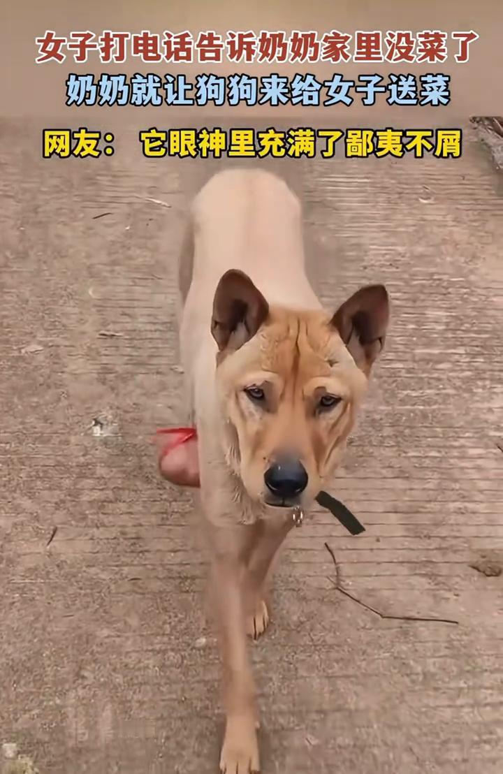 女子打电话告诉奶奶家里没菜了，奶奶就让狗狗来给女子送菜。网友：它眼神里充满了鄙夷