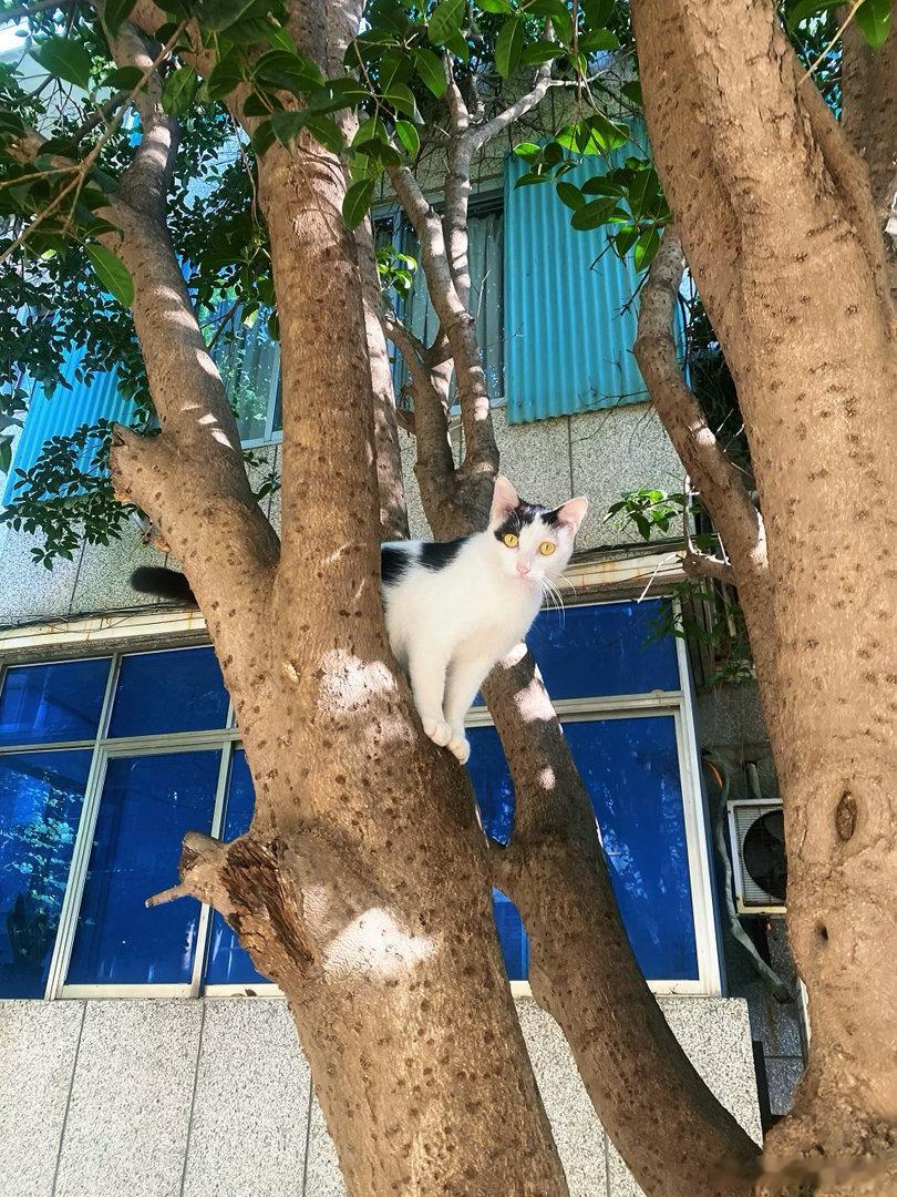 西瓜空调追剧缓，我与狸奴不出门 。夏日青春派对