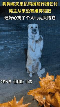 太感动了！山东一狗狗每天来扒鸡摊前做乞求，摊主从未嫌弃驱赶，还毫无犹豫挑了一个大