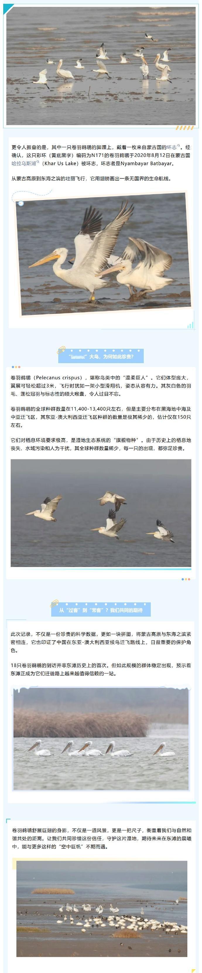 【18只卷羽鹈鹕飞抵崇明东滩！其中一只还带着“身份证”→】@绿色上海 介绍，当冬