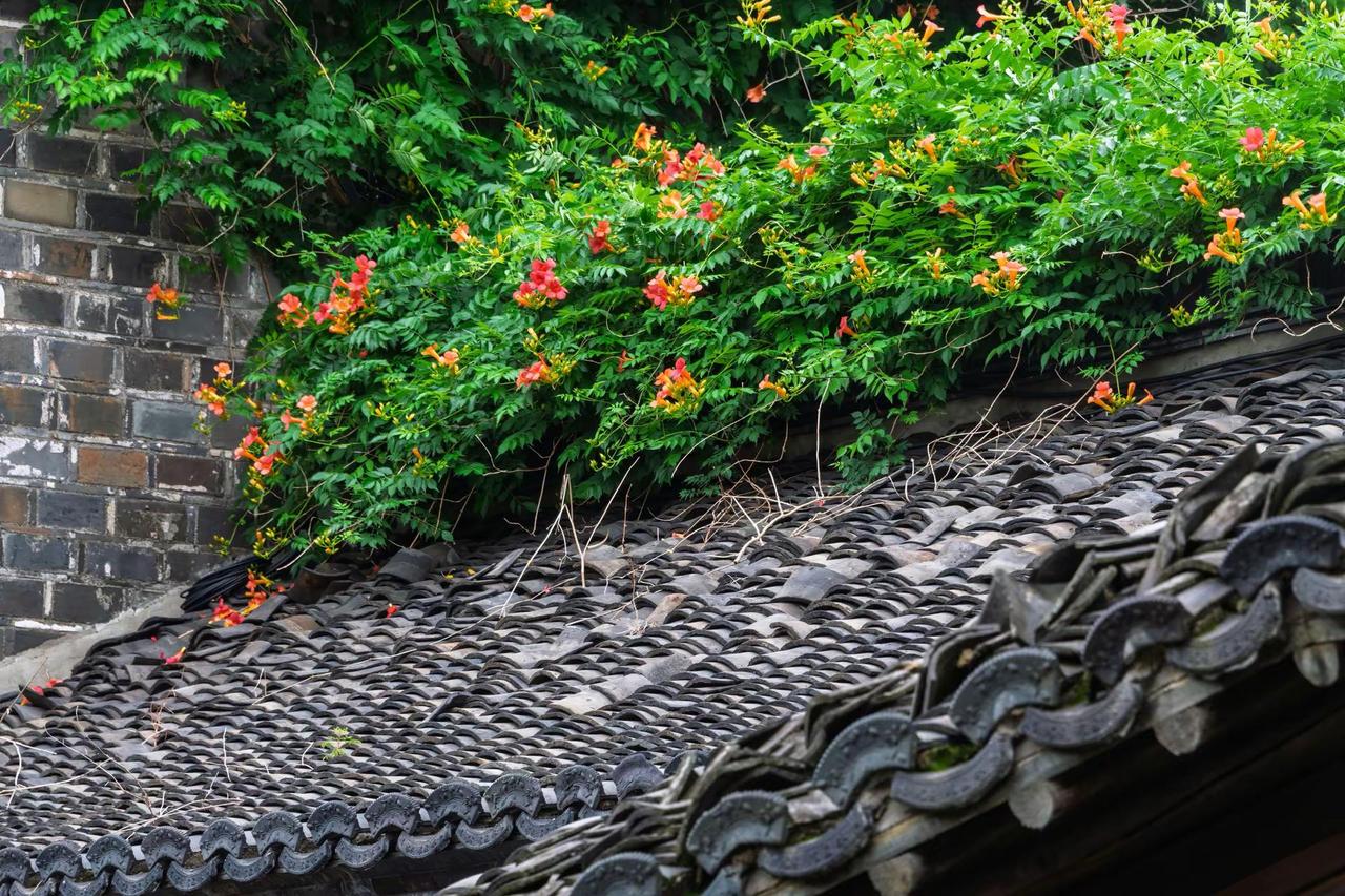 南京芥子园。南京芥子园邂逅江南园林的诗意 诗意的园林 古建繁花 古建筑与花的碰撞