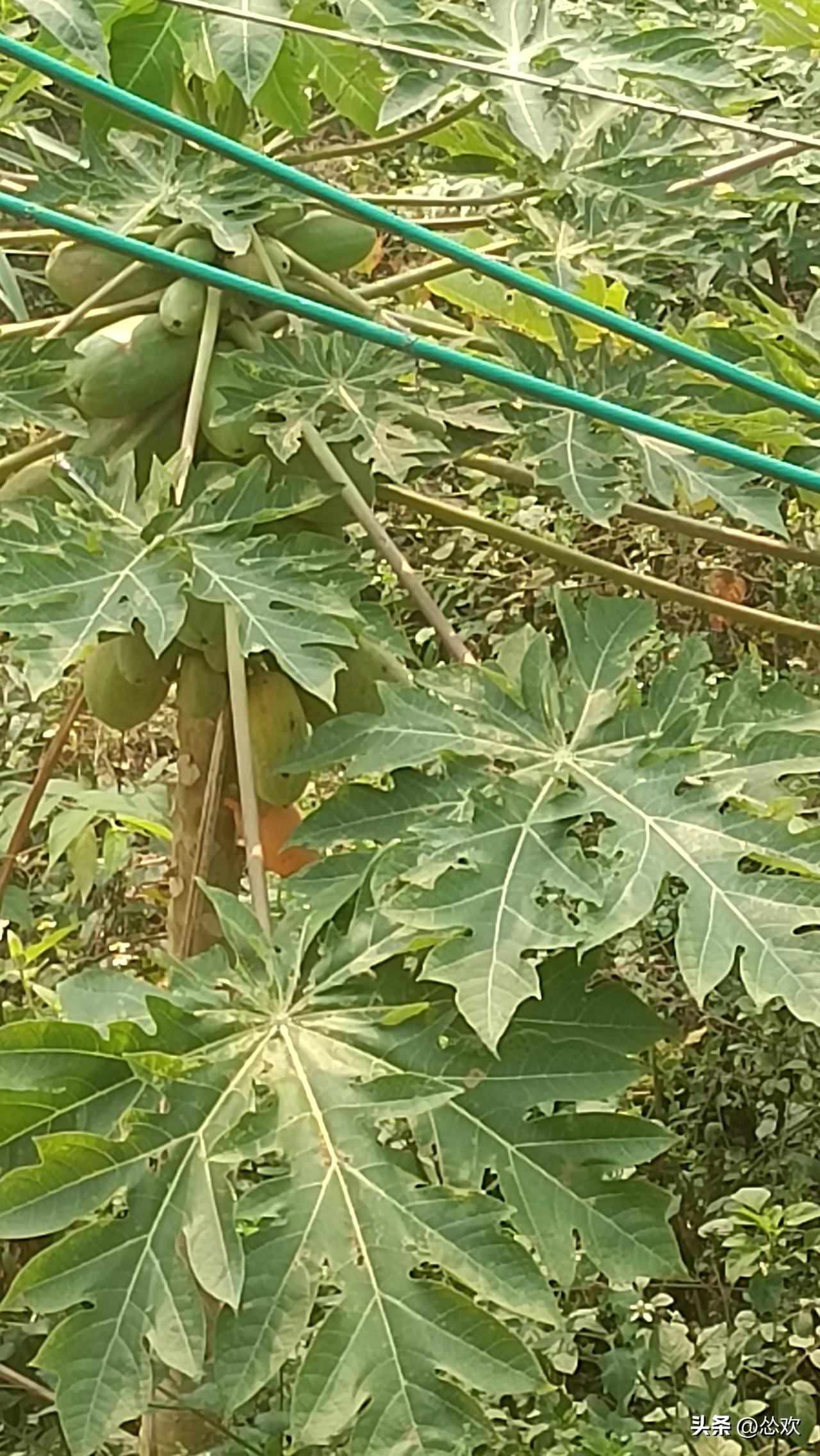 种的木瓜没吃熟，这情况太常见啦。其实木瓜本身能生吃，它富含维C、维A、钾和纤维素