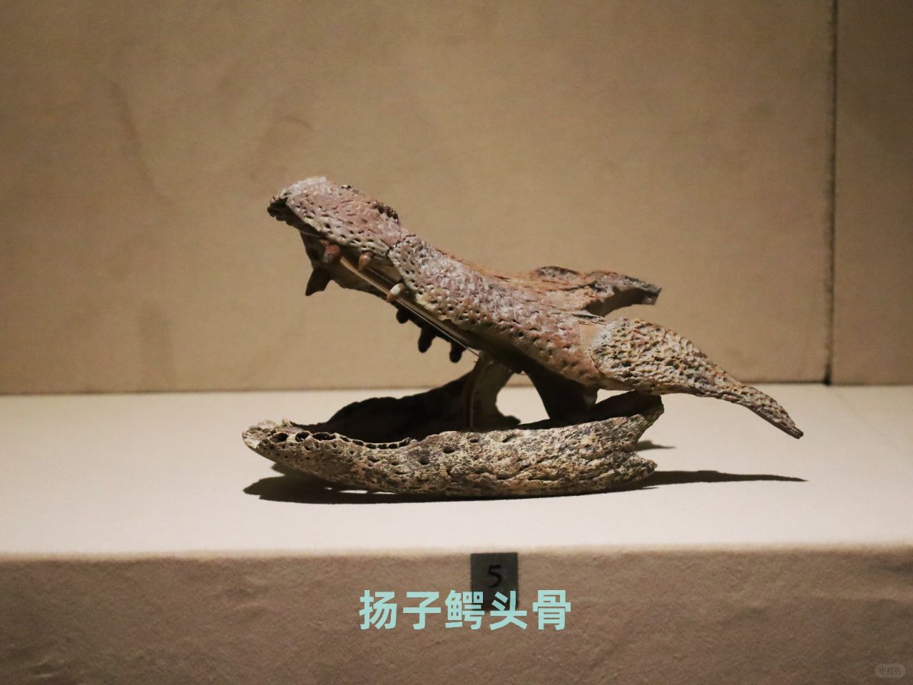 河姆渡的祖先吃什么——荤菜篇