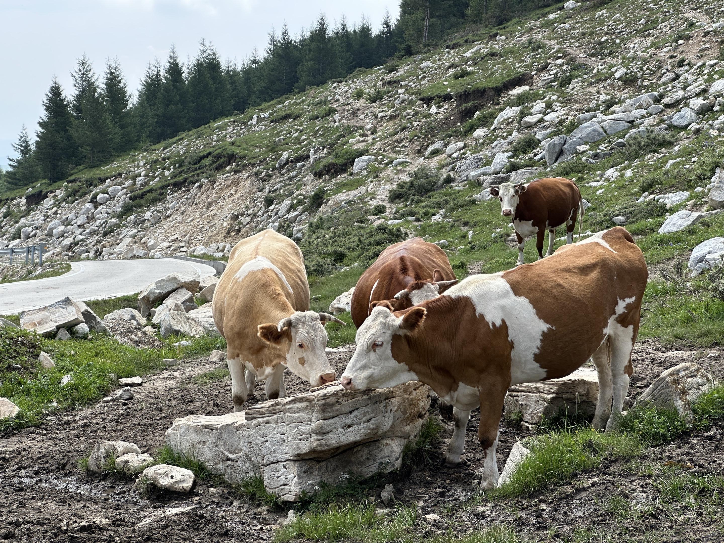 良心这东西，它不值钱，但是它积德，能有因果
