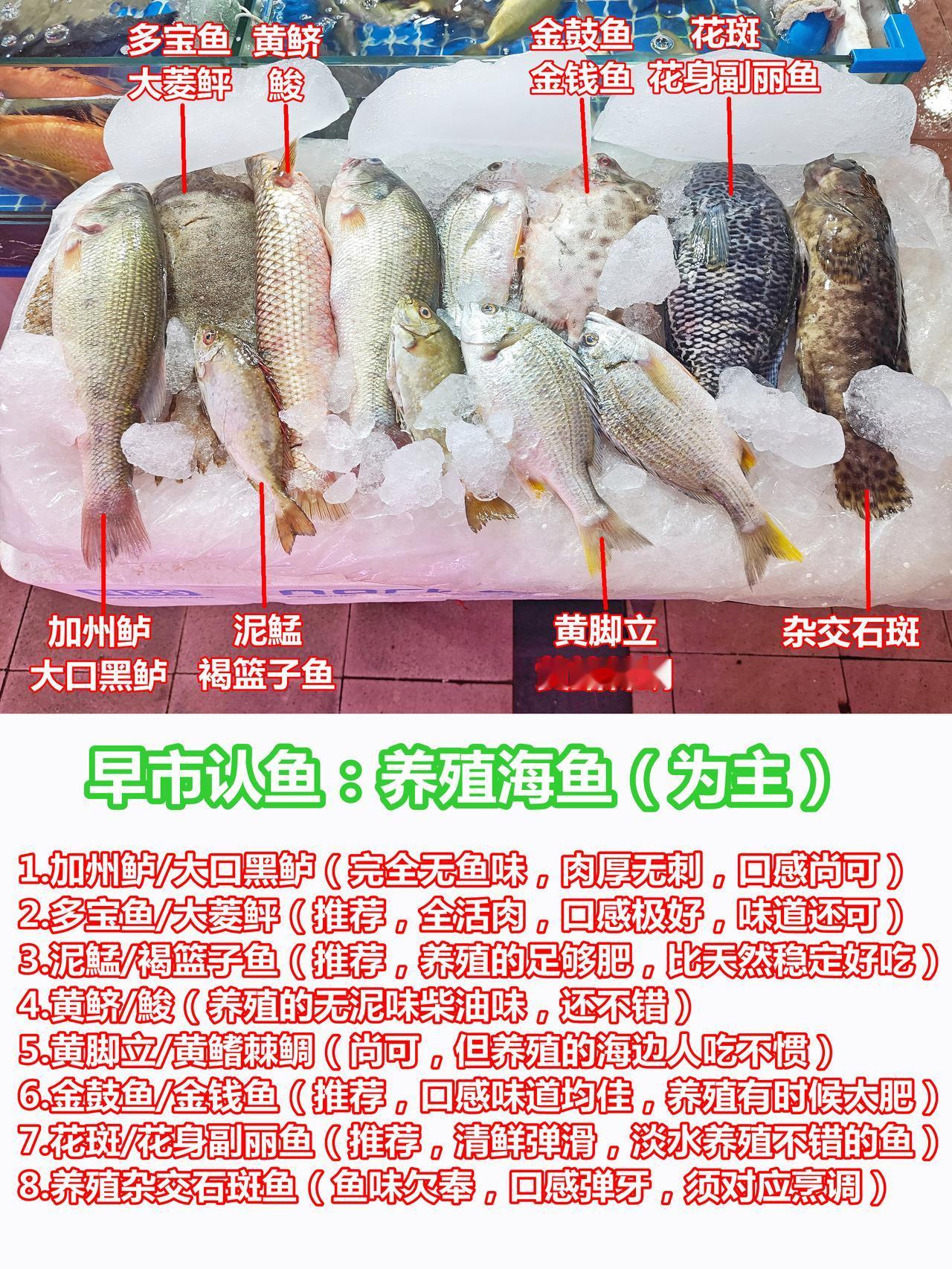 认鱼：养殖海鱼合照，多宝金鼓泥鯭推荐。

1.加州鲈/大口黑鲈（完全无鱼味，肉厚