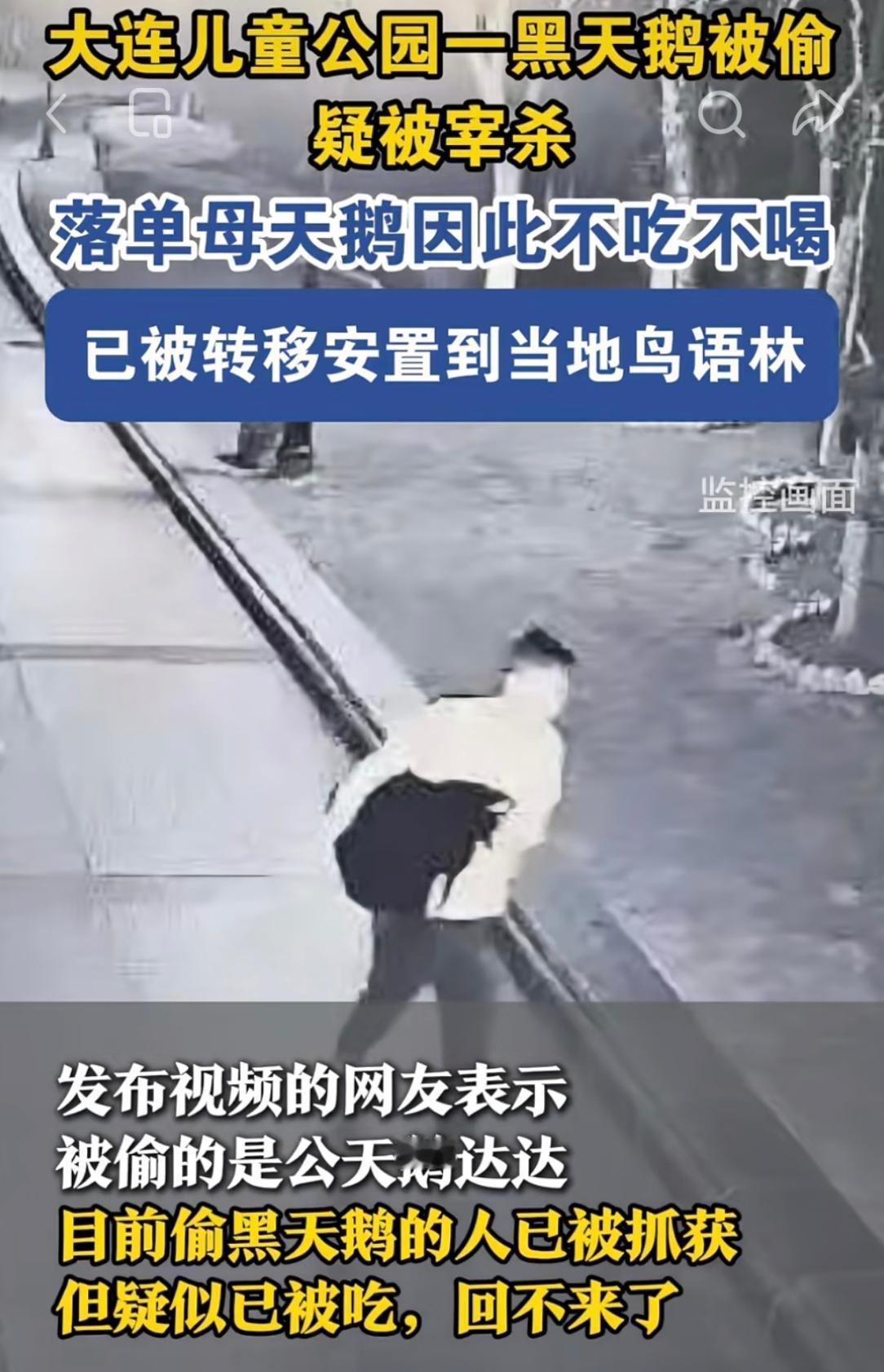 大连那个偷吃动物园黑天鹅的人，抓着了。
结果一查，他不光偷了一只黑天鹅，还顺手牵