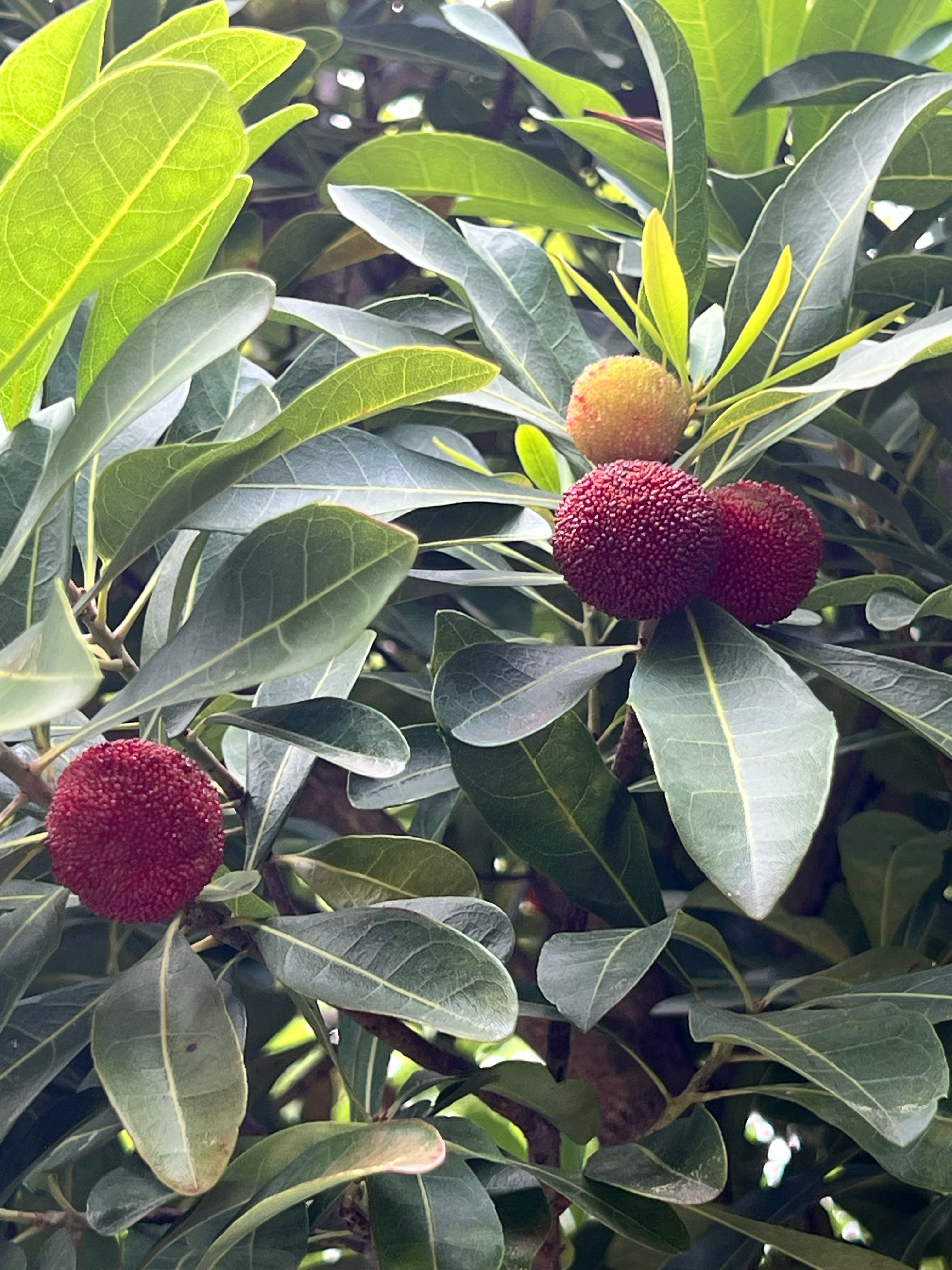 小区走几圈，快吃饱了