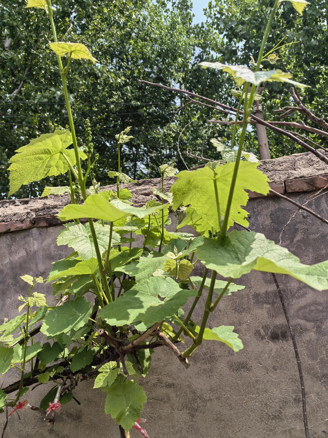 为何快乐8始终难盈利？不过是概率游戏里的人性陷阱

你发现没有，你每次买的快乐8