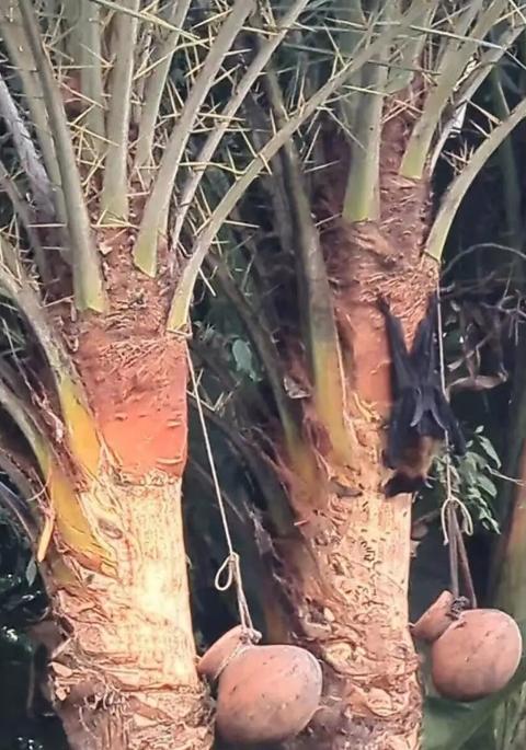 世卫组织警告：饮用生枣椰汁前务必煮沸

世卫组织最近发出了明确警告，提醒大家饮用