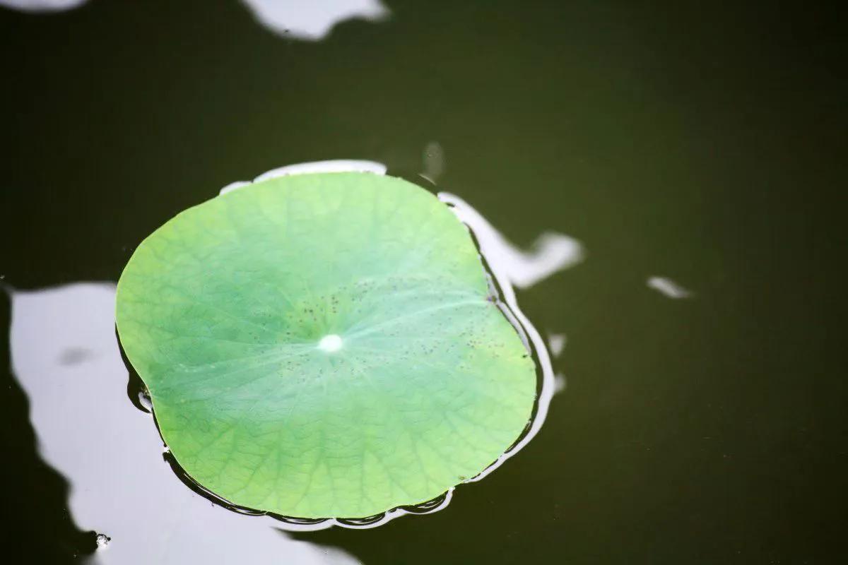 ◆荷叶

作者: 黄永强

池塘里
荷叶撑开一把绿伞
不是为了自己
是为了给小鱼