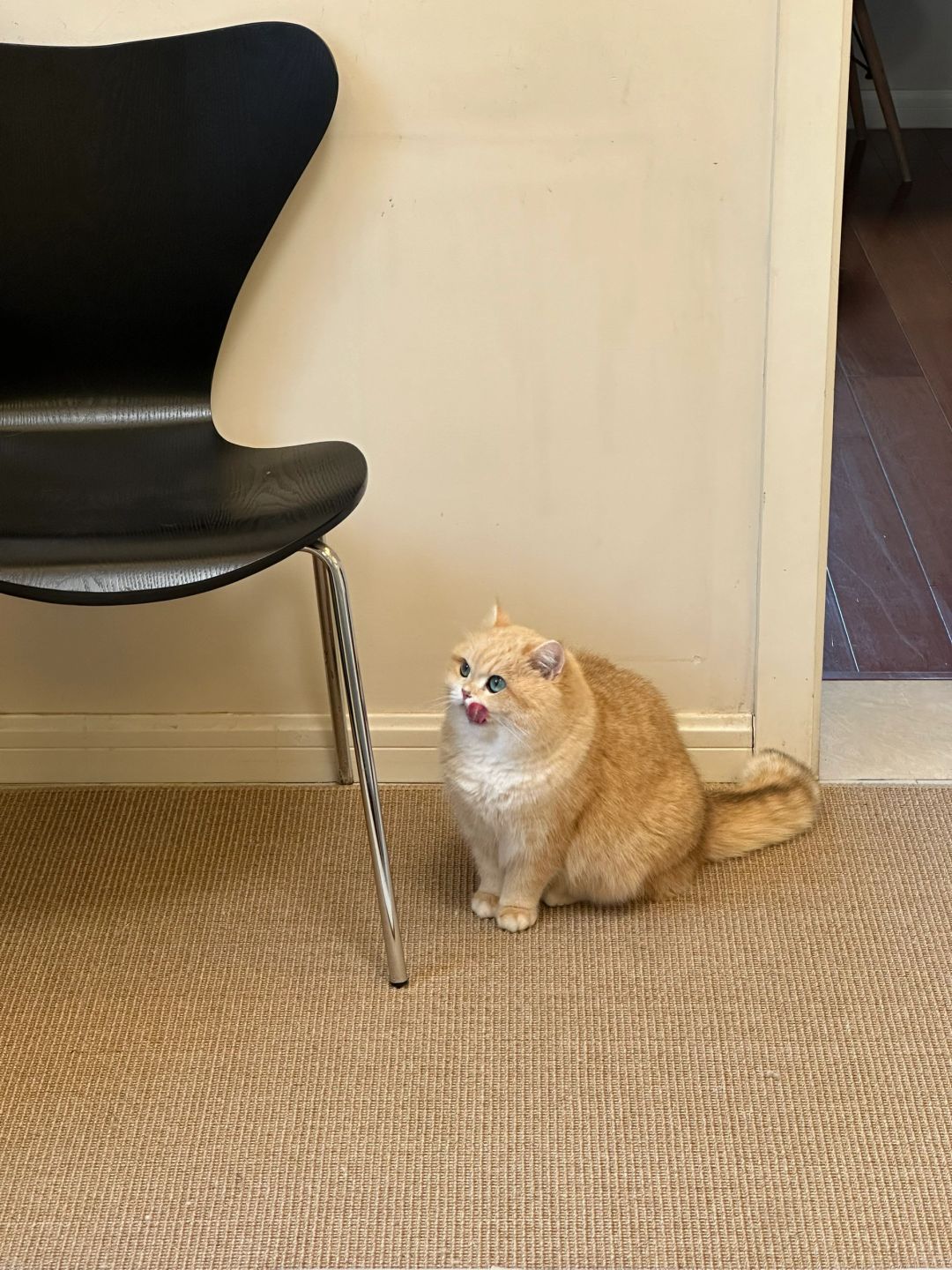 INTJ 适合养的猫__________