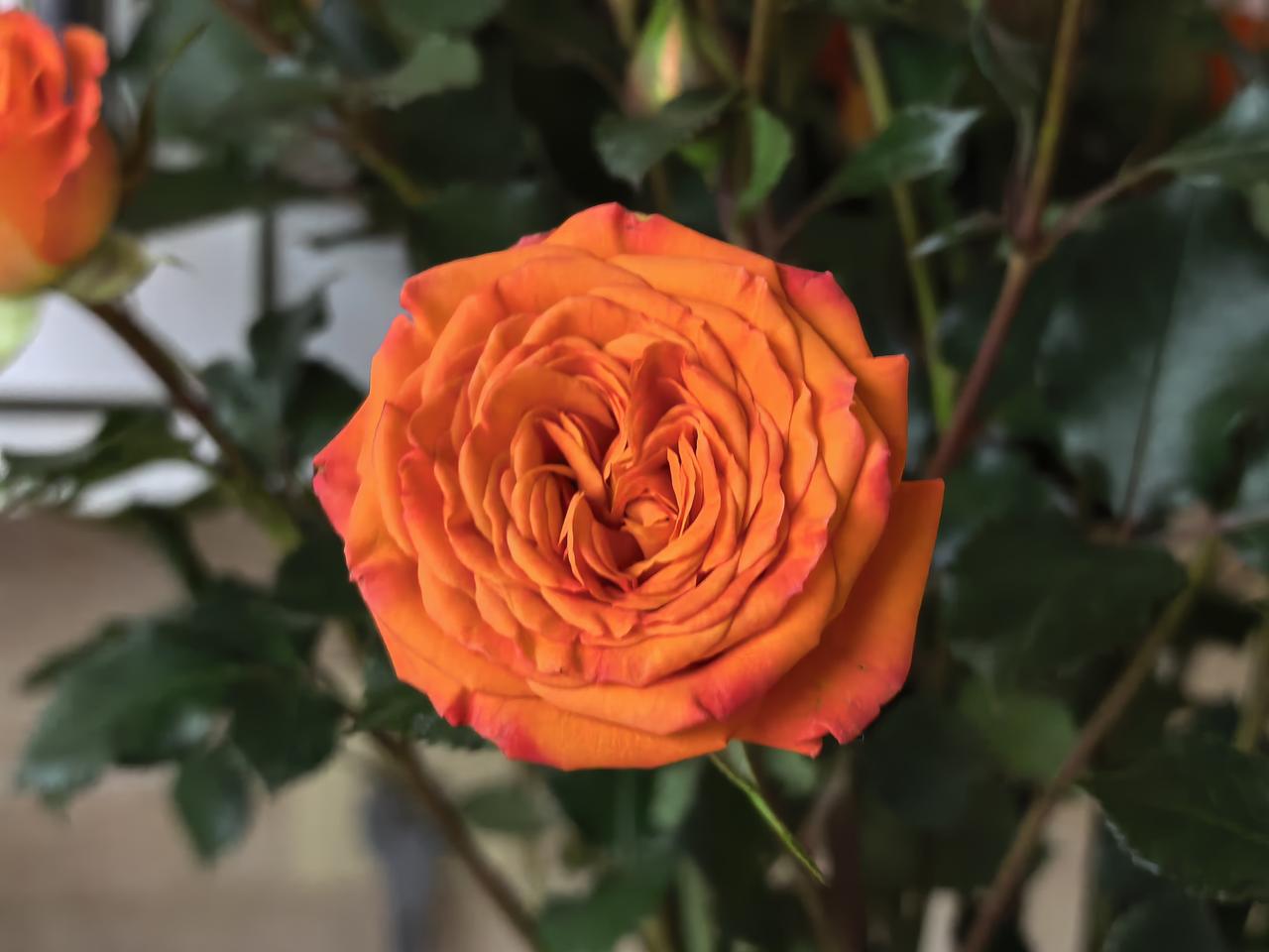 今天真是神奇的好日子，春分遇见了龙抬头，双重的喜庆，遇见都是缘份。
 
愿这一场