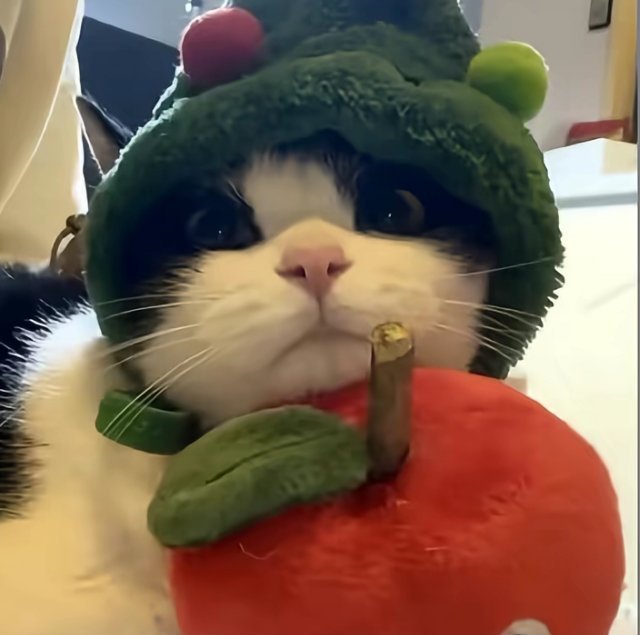 可爱头像  ‖  小猫  ‖  萌宠   ‖    头像分享‖WeChat 