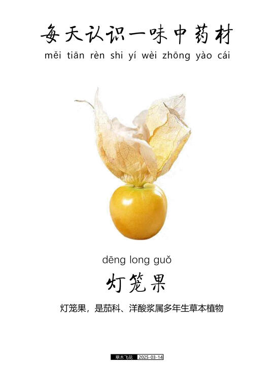 灯笼果，又叫狗葡萄，红姑娘，打额泡🍀
