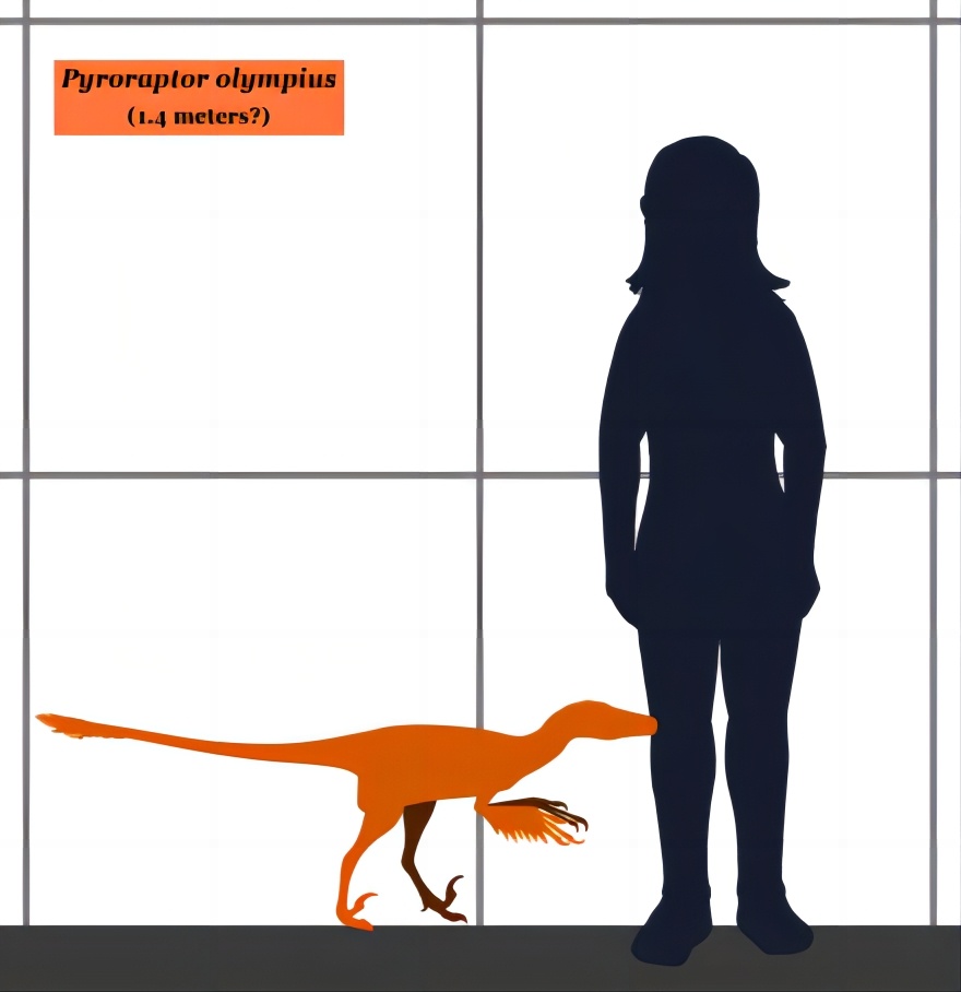 #你的桌面恐龙博物馆# 第十课 火盗龙（一）Pyroraptor 为了满足“像牵