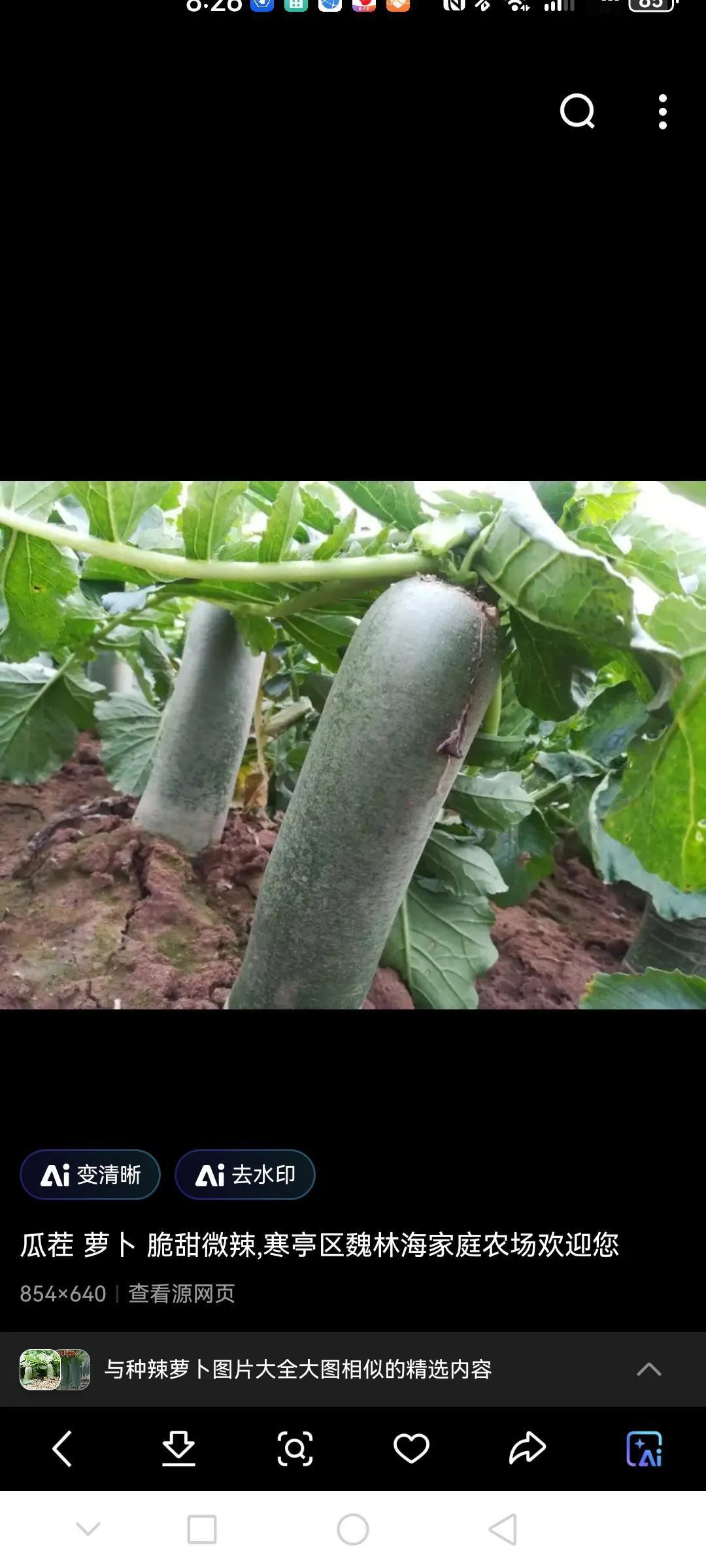 种植辣萝卜这种肥料不能用，要不然口感不好，你知道是什么肥料吗？萝卜种植枝巧