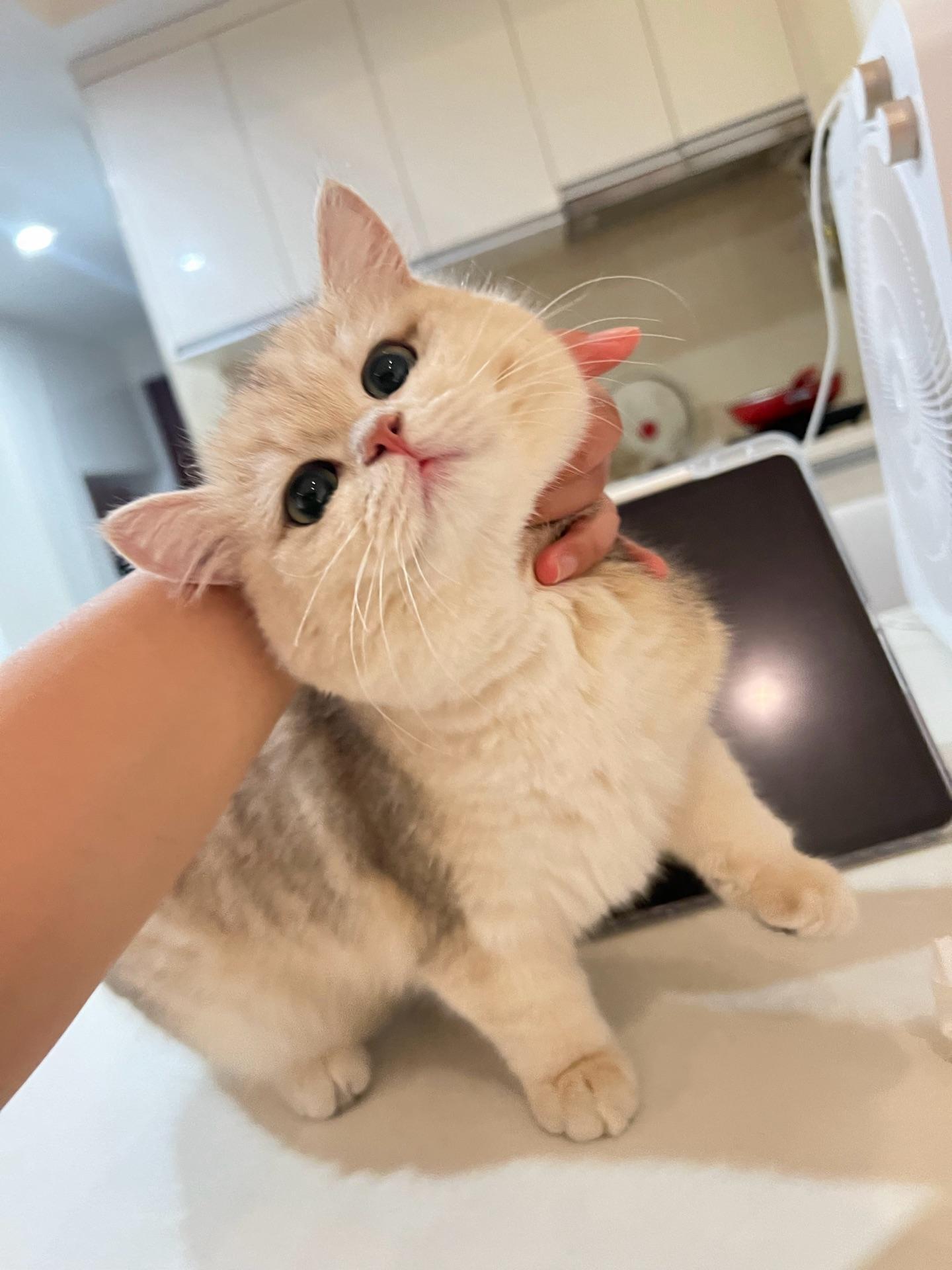 抓住一只小猫。不敢相信，抓住一只超可爱的猫，妹妹你太可爱啦，反手一个抓住，别想跑