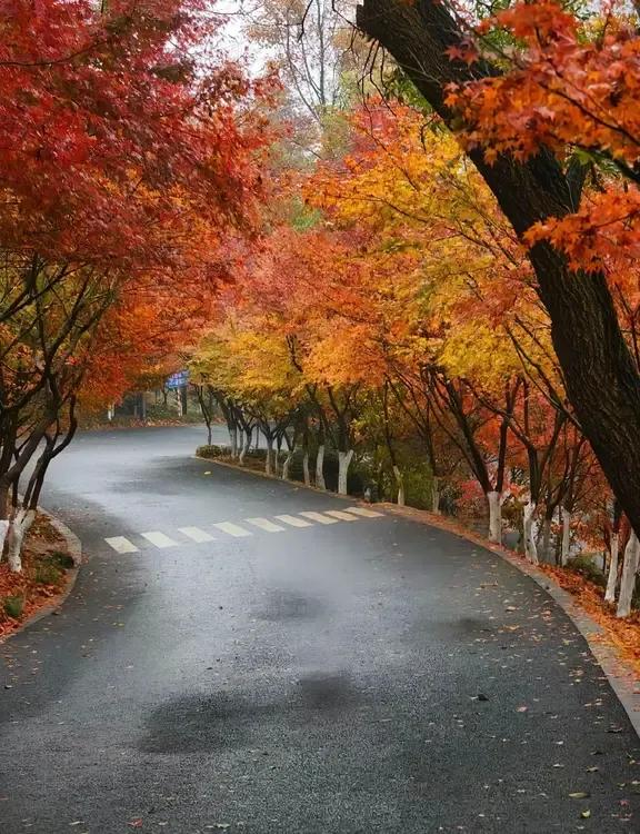 秋意渐浓，落叶铺满路，漫步其中，心旷神怡。🍂🍁🍂如此醉人的秋色 降温的风和