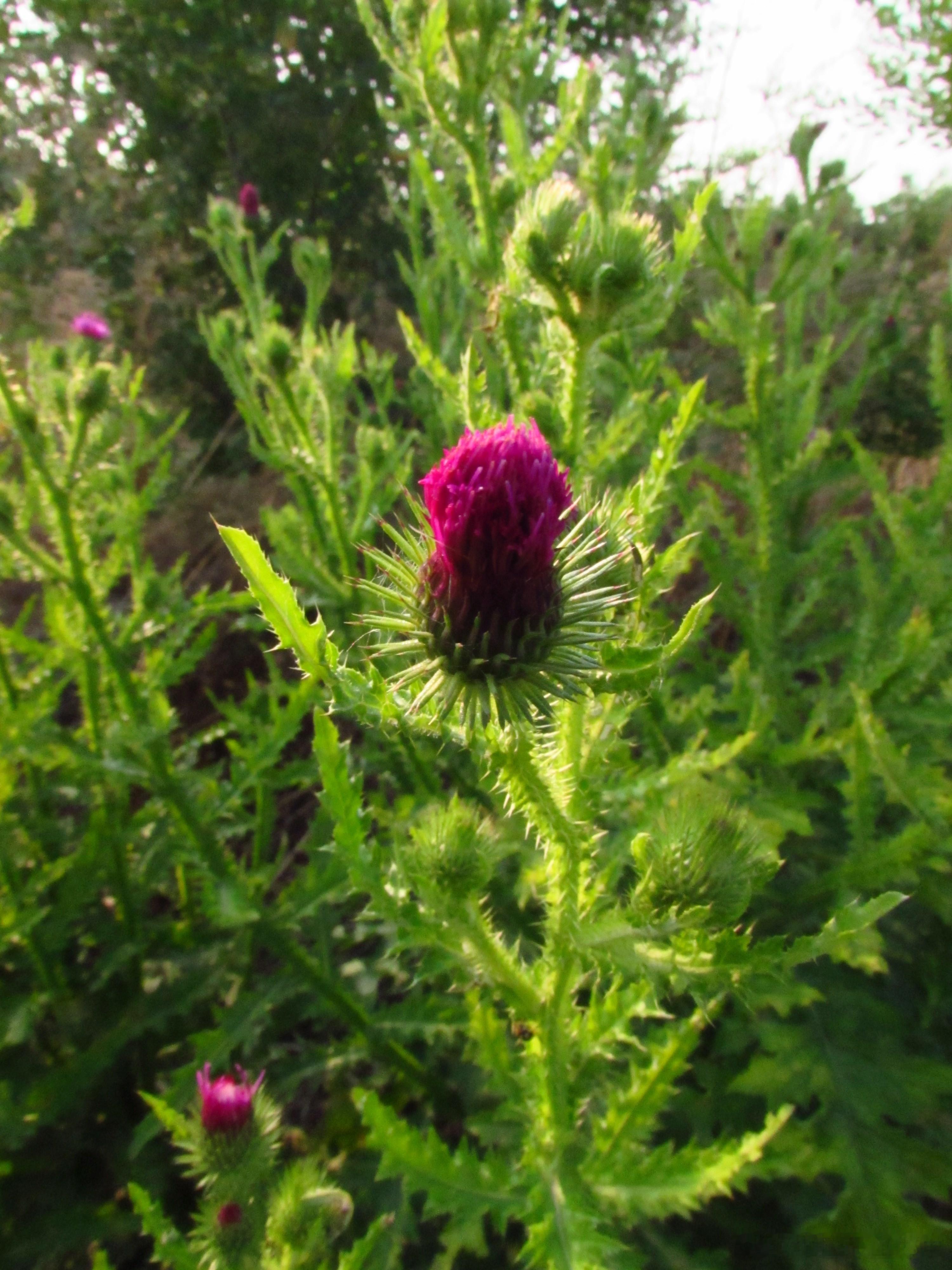 野生北药——飞薕。东北又叫老牛错，菊科植物飞廉属，药用全草。【性味】味微苦；性凉