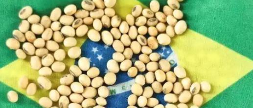 当一船满载6.9万吨巴西大豆的货轮靠泊江苏泰州码头时，谁也没想到，大豆中混入了约