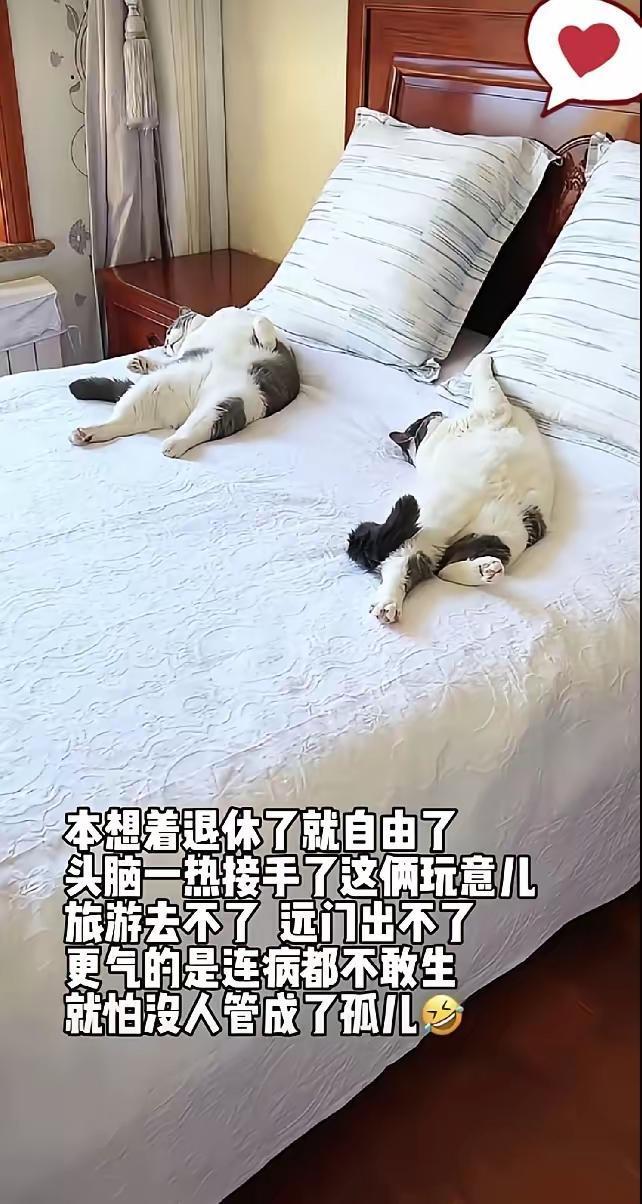 本想着退休了就自由了，头脑一热接手了这俩玩意儿，旅游去不了，远门出不了，更气的是