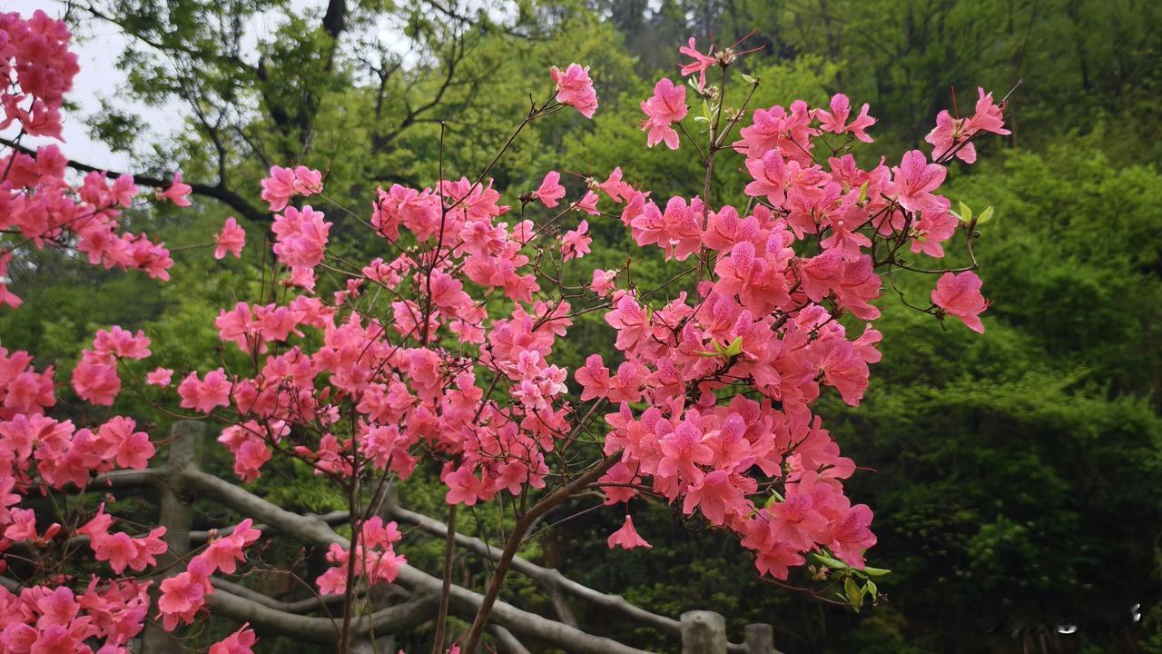 一起打卡杜鹃花展安庆花溪茶谷杜鹃花