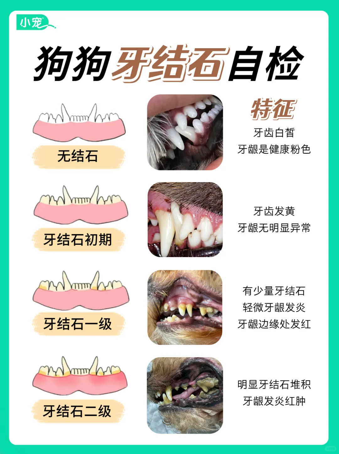 狗狗牙结石自检教程！守护口腔健康