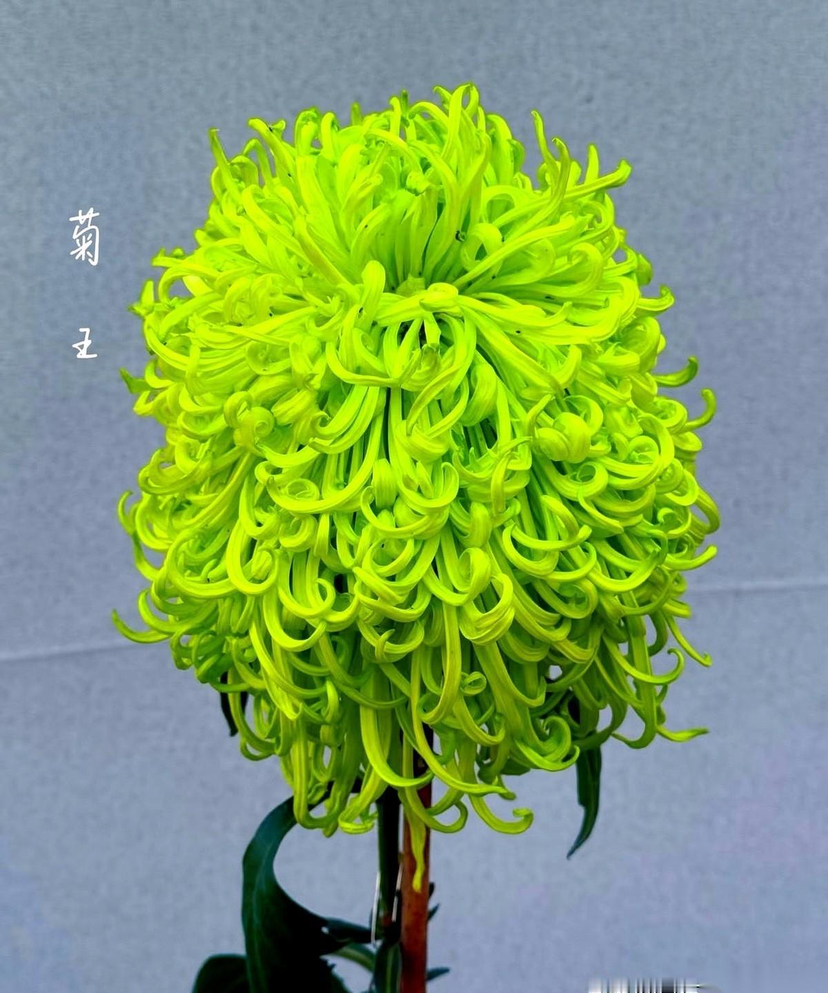 一朵菊花，拿了个冠军，叫“菊王”。
名字还巨霸气，叫“虎踞新雅”。
我跟你说，没