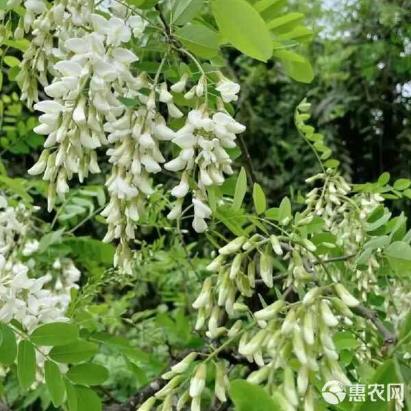 洋槐花正香，没开花苞口感鲜嫩，盛开槐花清香甘甜，家乡味道，一辈子难忘的童年美食❤
