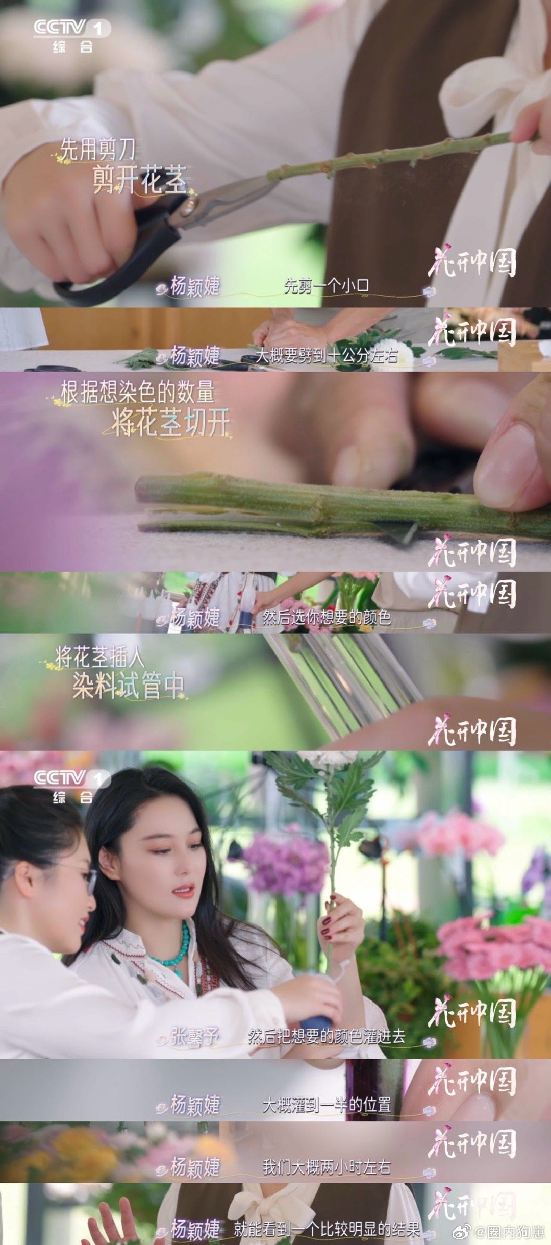 鲜花变装好惊艳原来菊花也能染色来云南红河，邂逅会“变色”的菊花！在这里，你可以亲