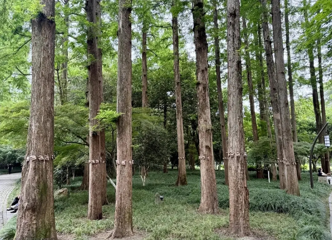 一包有超过3000只！杭州西湖边大量出现，会不会对人体有害？ ​​​