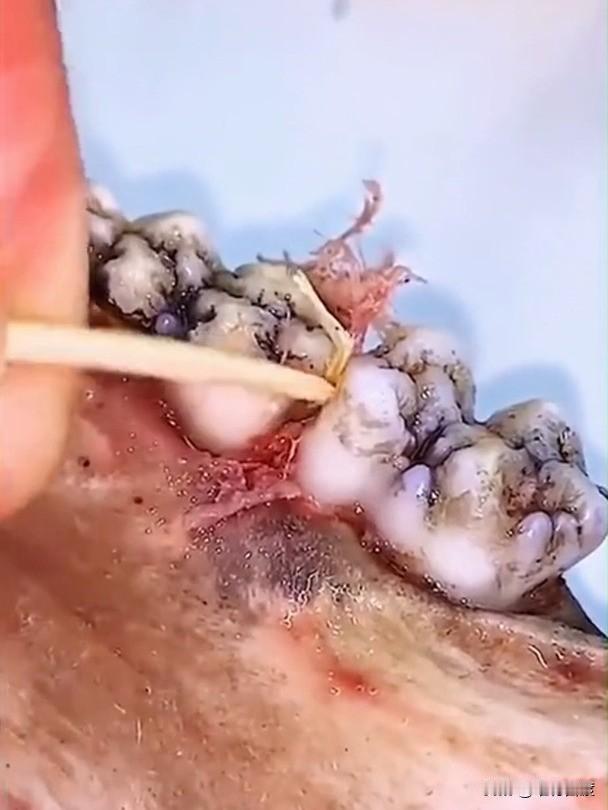 大家信不信？
从牙缝里剔出来的那点塞牙的肉，是吐出来，还是咽到肚子里，这决定了一