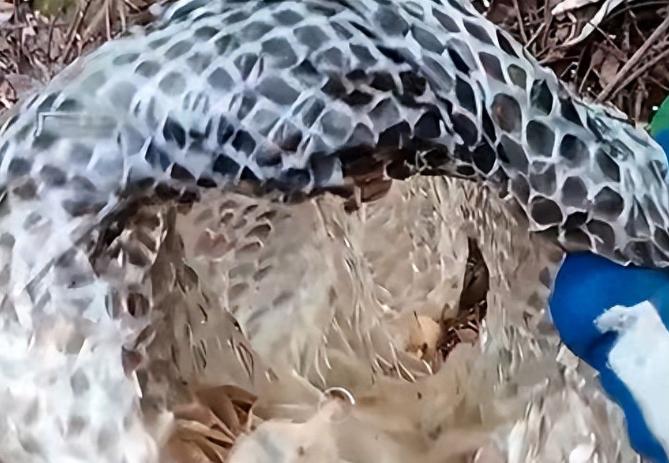 阳江山中惊现 5 米长蛇蜕！采药人拍视频急下山，林业局：疑似缅甸蟒，已装红外监测